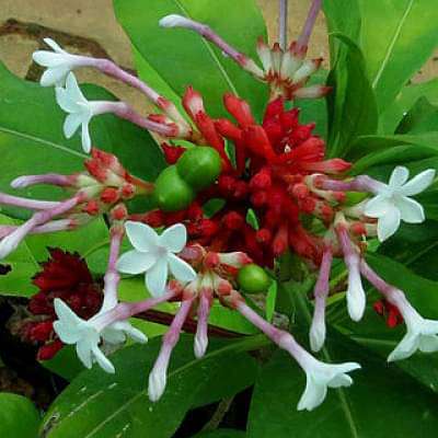 Rauwolfia serpentina - Plant