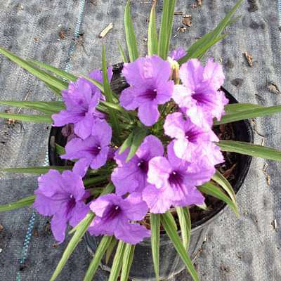 Ruellia brittoniana - Plant