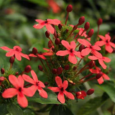 Ruspolia hypercrateriformis - Plant