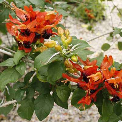Ruttya fruticosa - Plant