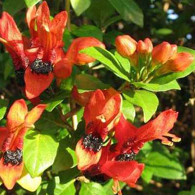 Ruttya speciosa scholesei - Plant