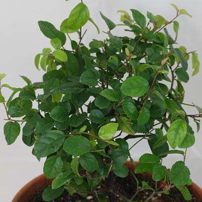 Sageretia theezans - Plant