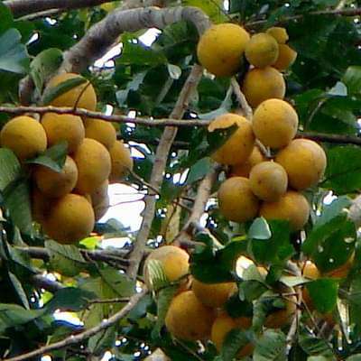 Sandoricum koetjape - Plant