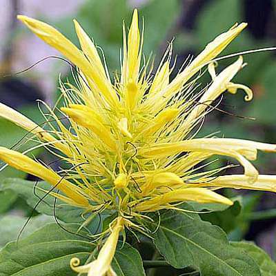 Schaueria flavicoma - Plant