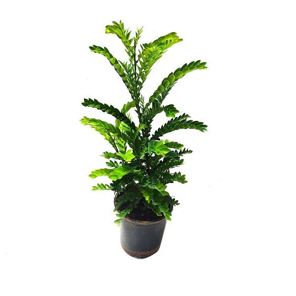 Selaginella species - Plant
