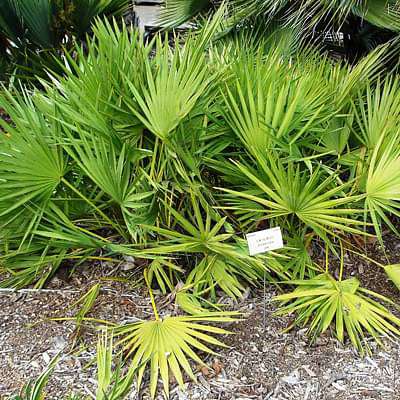 Serenoa repens green - Plant