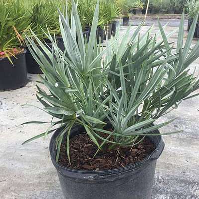 Serenoa repens silver - Plant