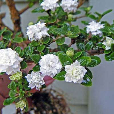 Serissa foetida double - Plant