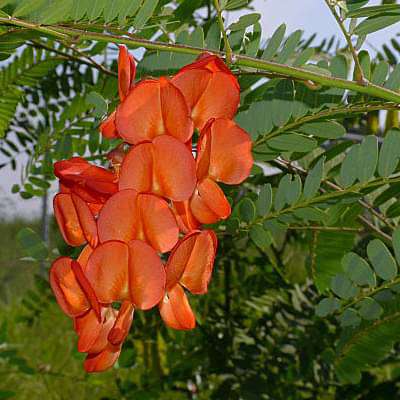 Sesbania punicea - Plant