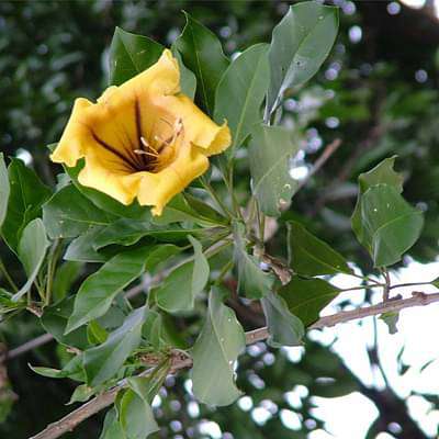 Solandra nitida variegated - Plant