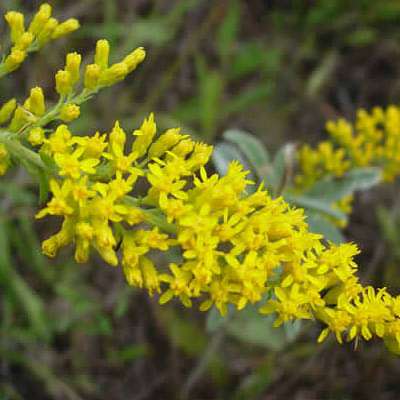 Solidago nemoralis - Plant