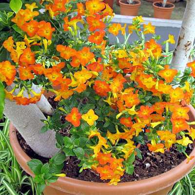Streptosolen jamesonii - Plant