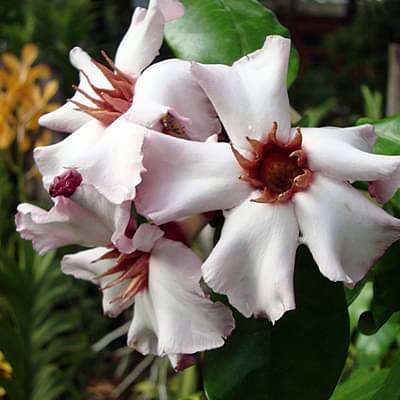 Strophanthus gratus - Plant