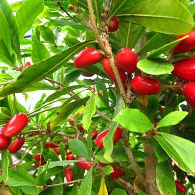 Synsepalum dulcificum - Plant