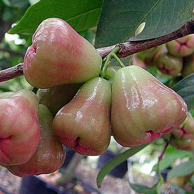 Syzygium samarangense nana - Plant