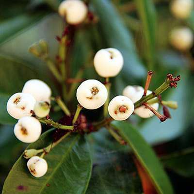 Syzygium zeylanicum - Plant
