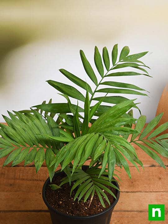Chamaedorea elegans, Parlour Palm - Plant - Image 2