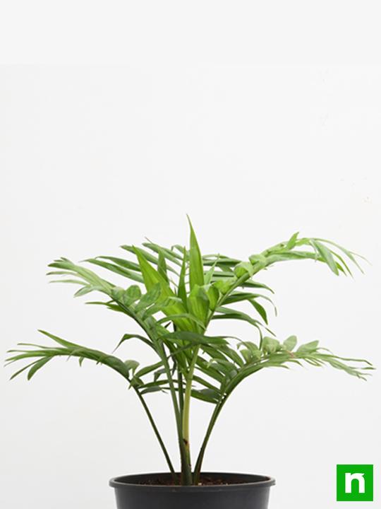 Chamaedorea elegans, Parlour Palm - Plant - Image 3