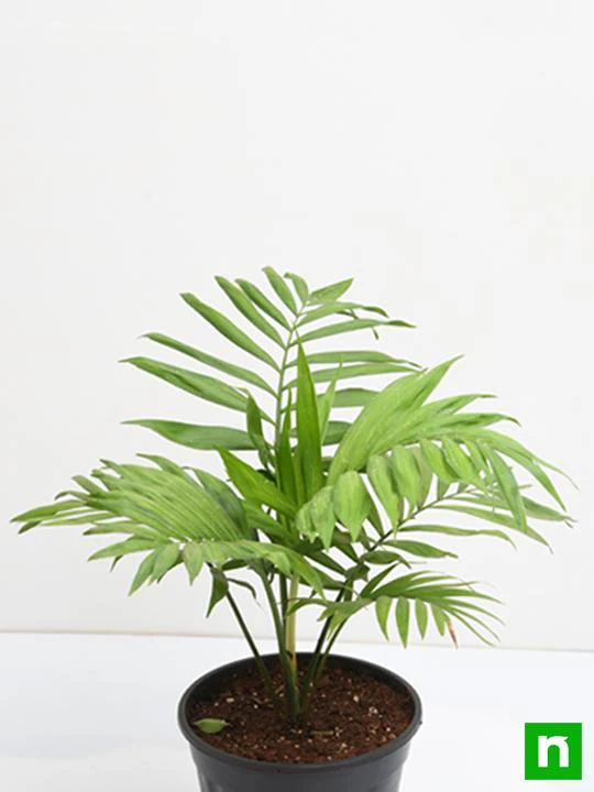 Chamaedorea elegans, Parlour Palm - Plant - Image 4