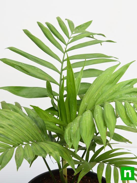 Chamaedorea elegans, Parlour Palm - Plant - Image 5