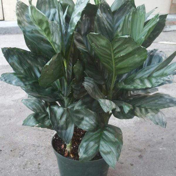Chamaedorea Metallica Palm, Miniature Fishtail Palm - Plant