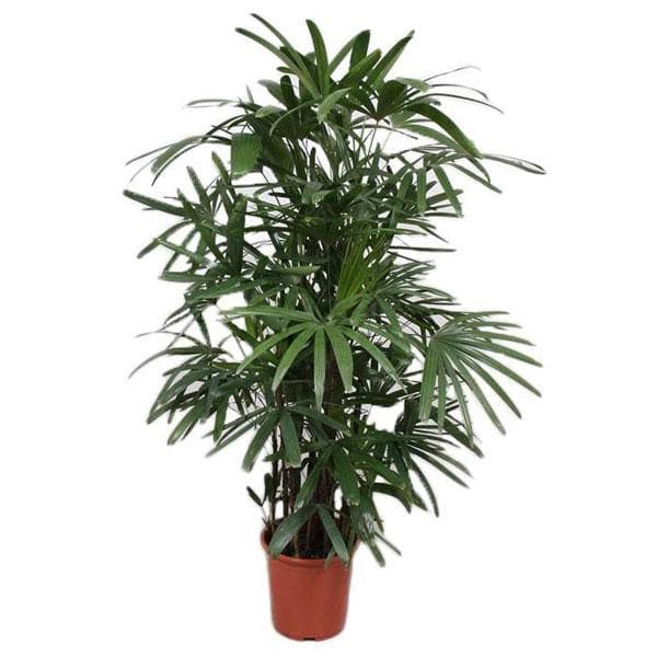 Chamaedorea Microspadix, Hardy Bamboo Palm - Plant