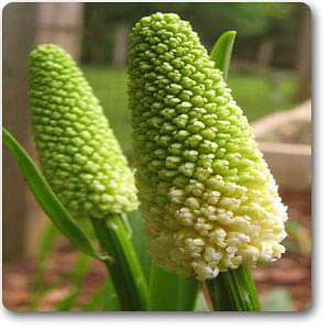 Chamaelirium luteum - Plant