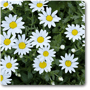 Chamaemelum nobile - Plant