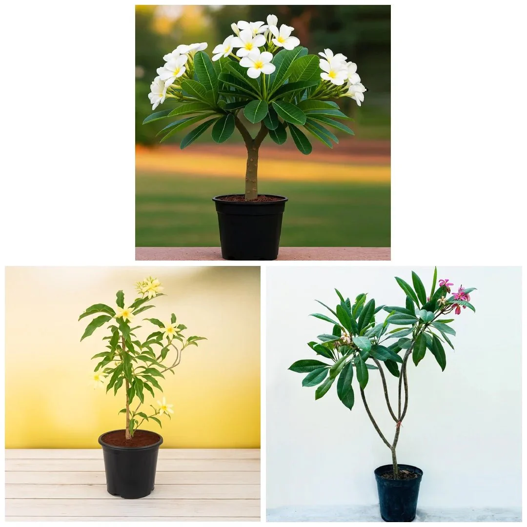 Charming Champa (Pack of 3) Plants - Image 2