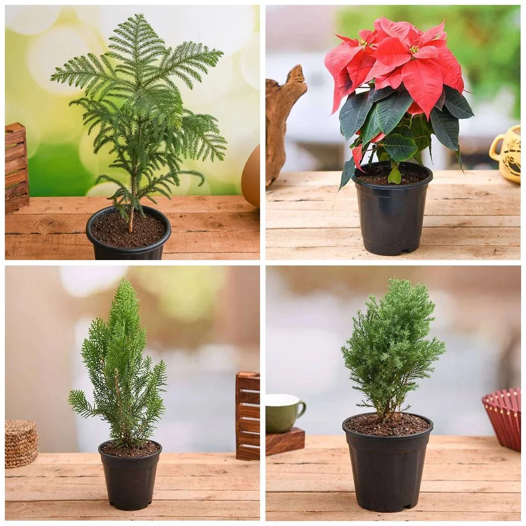 Charming Christmas Celebrations - Image 2