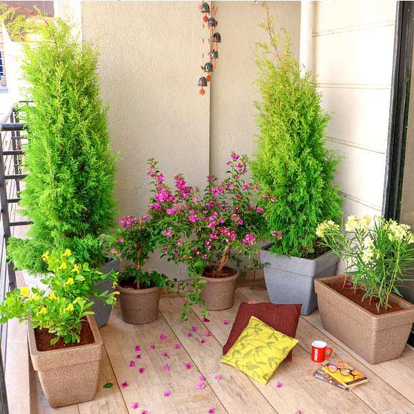 Charming Flowering and Foliage Plants for a Garden in Balcony - Image 2