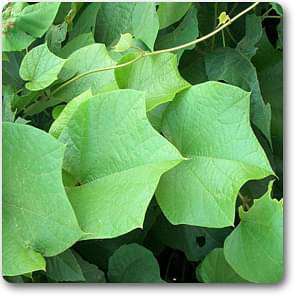 Chasmanthera dependens - Plant