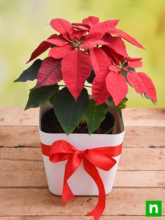 Cheerful Poinsettia, Christmas Flower in Decorative Pot - Image 2