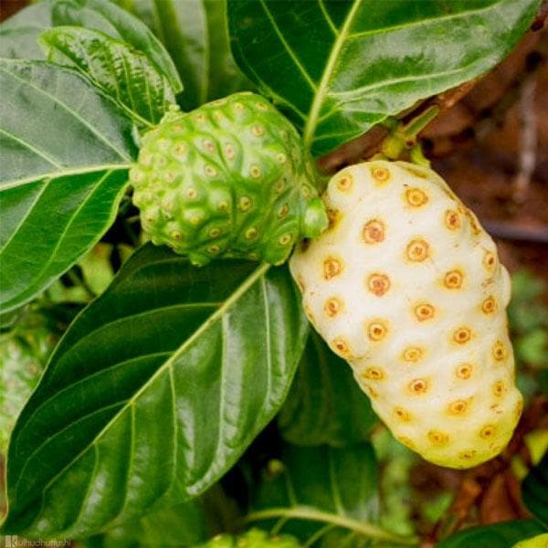 Cheese Fruit, Noni - Plant