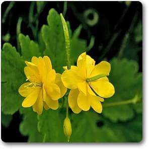 Chelidonium majus - Plant
