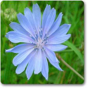 Chichorium intybus - Plant
