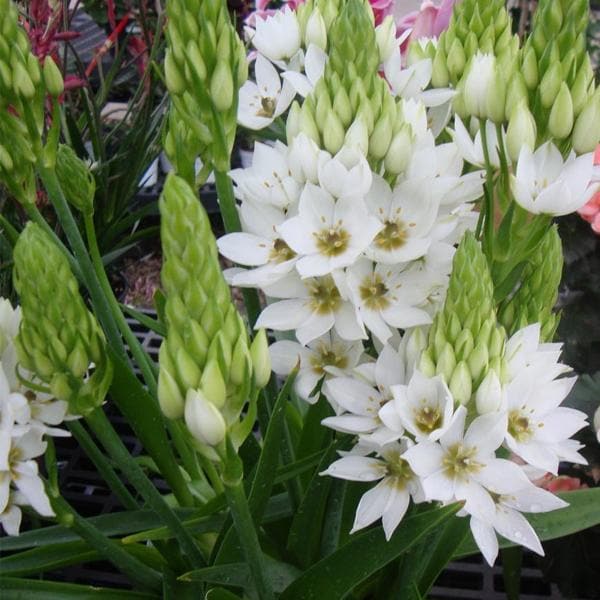 Chincherinchee, Ornithogalum Mount Fuji (White) - Bulbs (Set of 5)