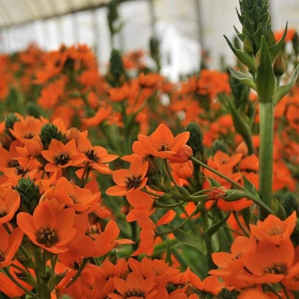 Chincherinchee, Ornithogalum (Orange) - Bulbs