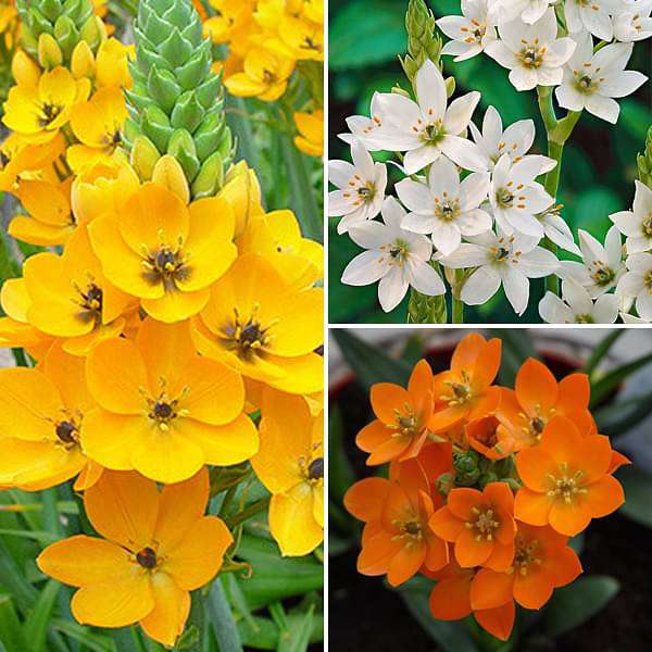 Chincherinchee, Ornithogalum (Random Colors) - Bulbs