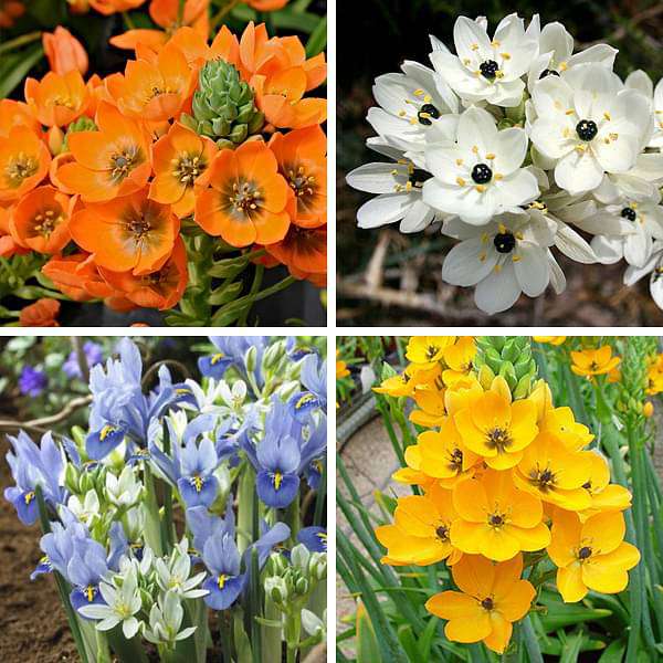 Chincherinchee Praxis (Random Color) - Bulbs (set of 5)