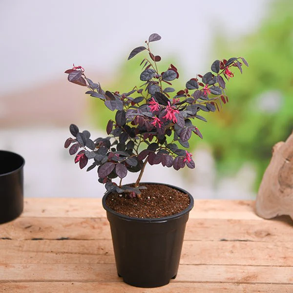 Loropetalum, Chinese Fringe Bush - Plant