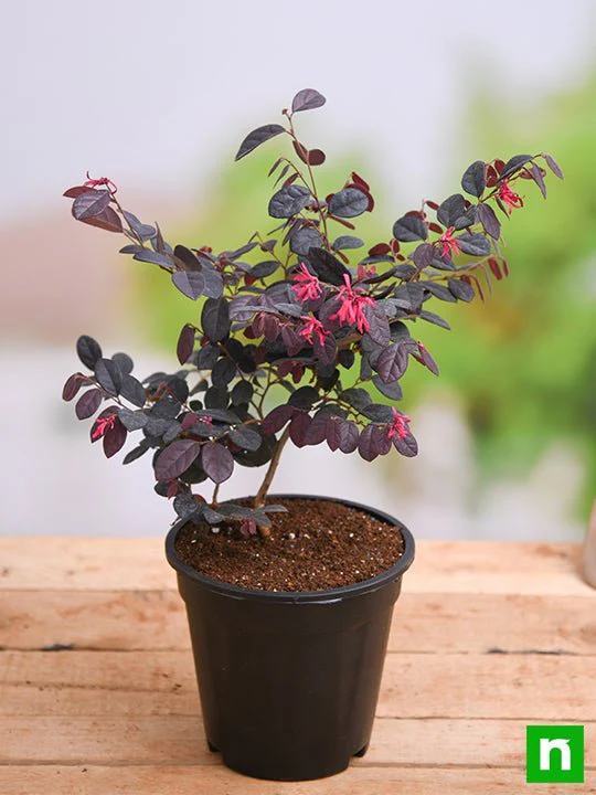 Loropetalum, Chinese Fringe Bush - Plant - Image 2