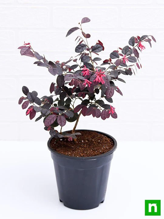 Loropetalum, Chinese Fringe Bush - Plant - Image 4