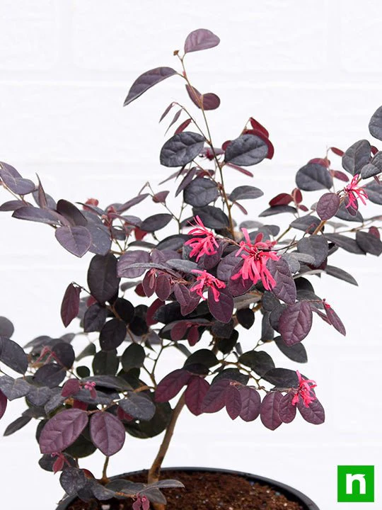 Loropetalum, Chinese Fringe Bush - Plant - Image 5