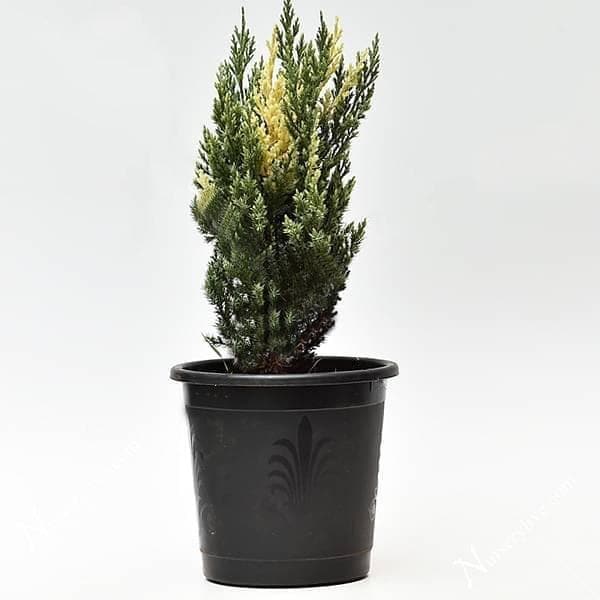 Chinese Juniper, Juniperus chinensis expansa variegata - Plant