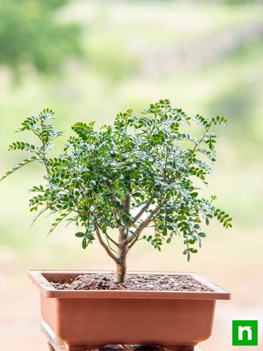 Chinese pepper Bonsai - Plant - Image 2