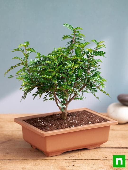Chinese pepper Bonsai - Plant - Image 3