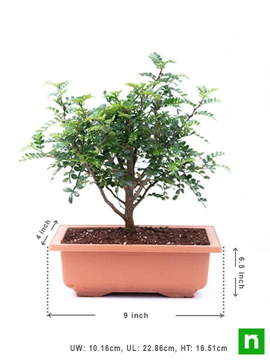 Chinese pepper Bonsai - Plant - Image 4