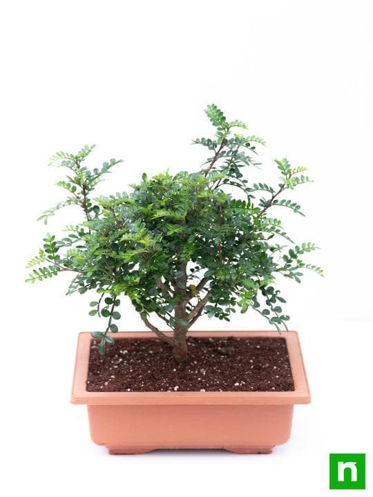 Chinese pepper Bonsai - Plant - Image 5