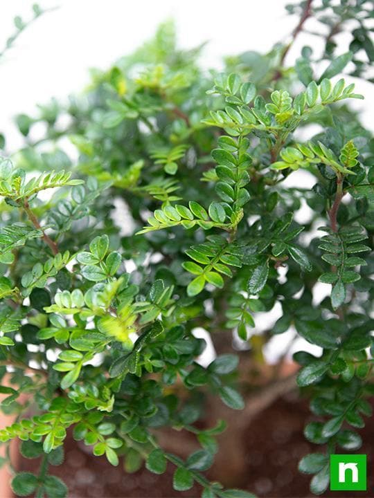 Chinese pepper Bonsai - Plant - Image 6